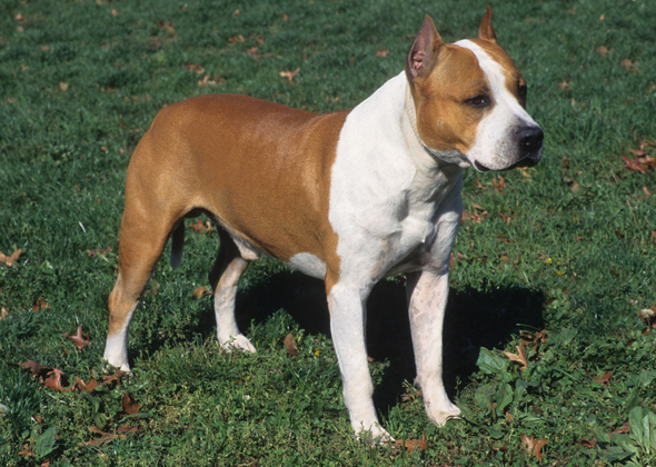all american dog breed all american dog breed